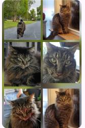 Lost Male Cat last seen Bellview Ballpark, Northwest Pensacola, FL 32526