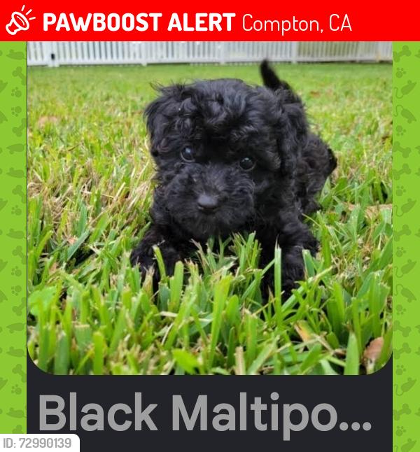 Lost Female Dog last seen Compton train station, Compton, CA 90220