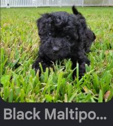 Lost Female Dog last seen Compton train station, Compton, CA 90220