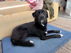 Reunited Male Dog last seen Oakland, CA, USA, Oakland, CA 94612