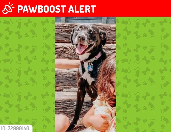 Lost Female Dog last seen Juniperro Serra & Arroyo, uphill from Buri Buri, South San Francisco, CA 94080