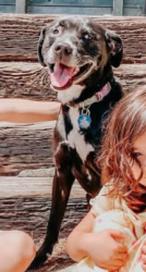 Lost Female Dog last seen Juniperro Serra & Arroyo, uphill from Buri Buri, South San Francisco, CA 94080