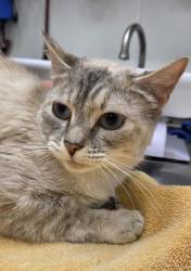 Shelter Stray Female Cat last seen 3rd Ave and NE Northgate Way, Seattle, WA, 2061 15th Ave W, Seattle, WA 98119, USA