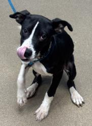 Shelter Stray Female Dog last seen Near Tanny Drive, Decatur 30035, 30035, GA, 3280 Chamblee Dunwoody Rd, Chamblee, GA 30341, USA