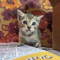 Shelter Stray Female Cat last seen Southwest Pkwy/Langford, City of College Station, TX, 5359 Leonard Rd, Bryan, TX 77807, USA