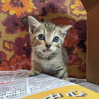 Shelter Stray Female Cat last seen Southwest Pkwy/Langford, City of College Station, TX, 5359 Leonard Rd, Bryan, TX 77807, USA