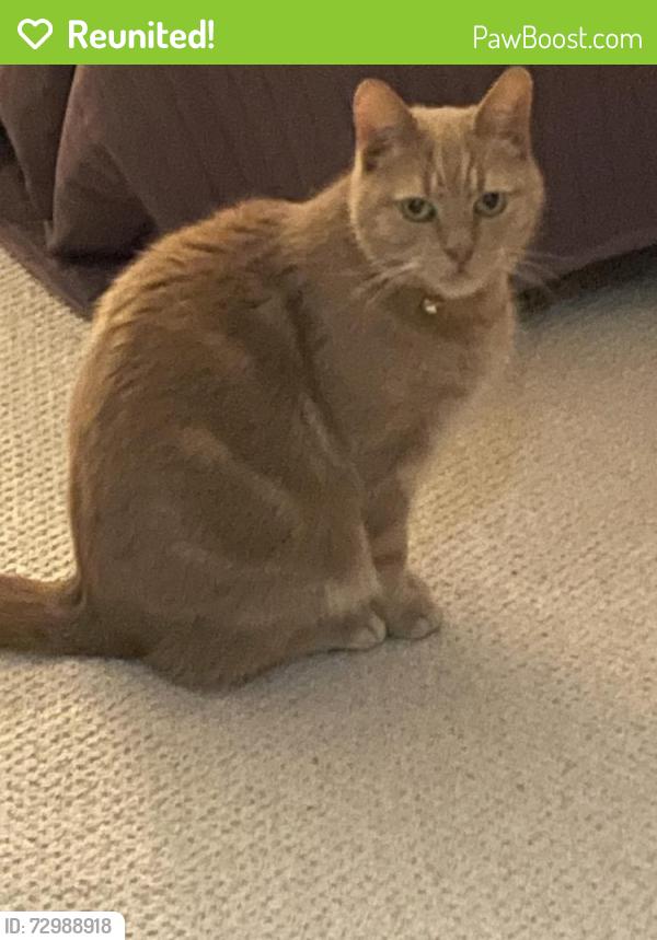 Reunited Male Cat last seen Baizdon Road SE3 0UJ, Greater London, England SE3