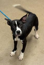 Shelter Stray Female Dog last seen Near Tanny Drive, Decatur 30035, 30035, GA, 3280 Chamblee Dunwoody Rd, Chamblee, GA 30341, USA
