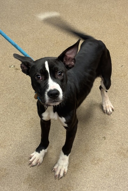 Shelter Stray Female Dog last seen Near Tanny Drive, Decatur 30035, 30035, GA, 3280 Chamblee Dunwoody Rd, Chamblee, GA 30341, USA