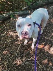 Shelter Stray Female Dog last seen Near E 29th st, 21218, MD, 301 Stockholm St, Baltimore, MD 21230, USA