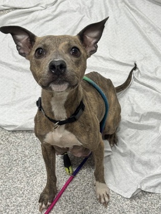 Shelter Stray Female Dog last seen Near Clifftion Ave, 21217, MD, 301 Stockholm St, Baltimore, MD 21230, USA