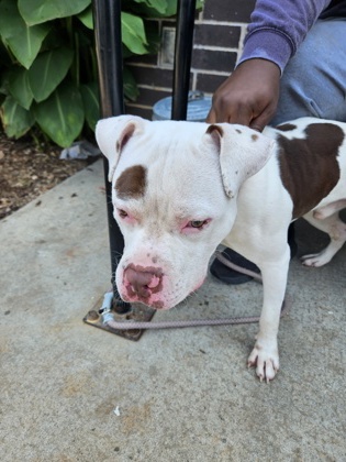 Shelter Stray Male Dog last seen Columbia Dr & McAfee Rd, Decatur, GA 30032, 30032, GA, 3280 Chamblee Dunwoody Rd, Chamblee, GA 30341, USA