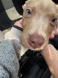 Shelter Stray Male Dog last seen Near Clifton springs rd Decatur, ga 30034, 30034, GA, 3280 Chamblee Dunwoody Rd, Chamblee, GA 30341, USA