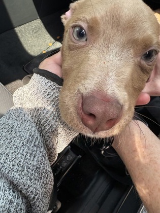Shelter Stray Male Dog last seen Near Clifton springs rd Decatur, ga 30034, 30034, GA, 3280 Chamblee Dunwoody Rd, Chamblee, GA 30341, USA