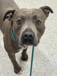 Shelter Stray Male Dog last seen Near N Bentalou st, 21216, MD, 301 Stockholm St, Baltimore, MD 21230, USA