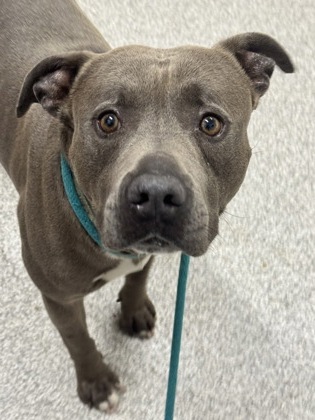 Shelter Stray Male Dog last seen Near N Bentalou st, 21216, MD, 301 Stockholm St, Baltimore, MD 21230, USA