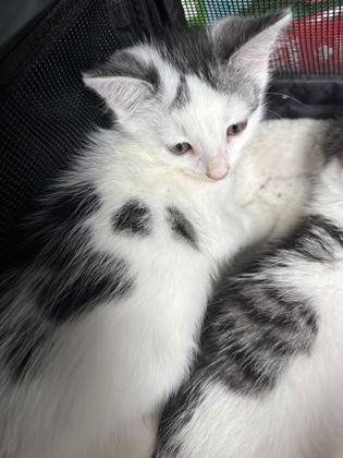 Shelter Stray Female Cat last seen Near Pond View LN, Lithonia 30058, 30058, GA, 3280 Chamblee Dunwoody Rd, Chamblee, GA 30341, USA