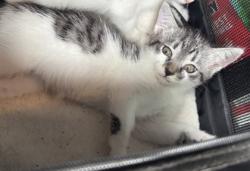Shelter Stray Female Cat last seen Near Pond View LN, Lithonia 30058, 30058, GA, 3280 Chamblee Dunwoody Rd, Chamblee, GA 30341, USA