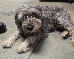 Shelter Stray Female Dog last seen Near mesa rim dr, COUNTY of El Paso, TX, 5001 Fred Wilson Ave, El Paso, TX 79906, USA