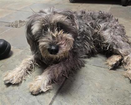 Shelter Stray Female Dog last seen Near mesa rim dr, COUNTY of El Paso, TX, 5001 Fred Wilson Ave, El Paso, TX 79906, USA