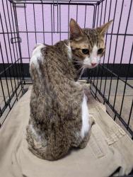 Shelter Stray Male Cat last seen Near Lake Nemi, CITY of El Paso, TX, 5001 Fred Wilson Ave, El Paso, TX 79906, USA
