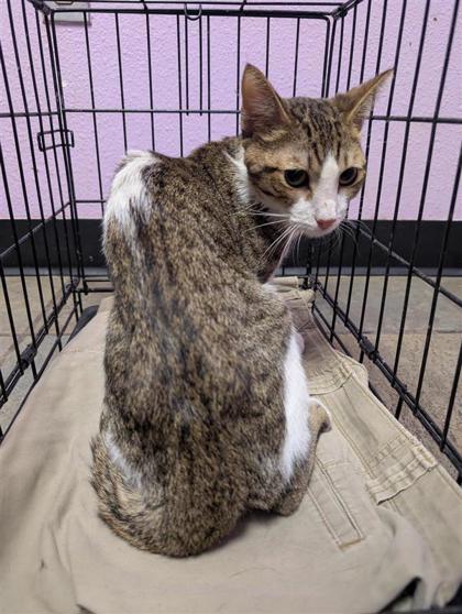 Shelter Stray Male Cat last seen Near Lake Nemi, CITY of El Paso, TX, 5001 Fred Wilson Ave, El Paso, TX 79906, USA