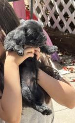 Lost Male Dog last seen Gila gulch rd. Close to 98th and Gibson, Albuquerque, NM 87121