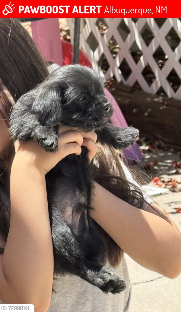 Lost Male Dog last seen Gila gulch rd. Close to 98th and Gibson, Albuquerque, NM 87121