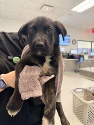 Shelter Stray Female Dog last seen Near NW Tiffany Park Road, 64153, MO, 7077 Elmwood Ave, Kansas City, MO 64132, USA