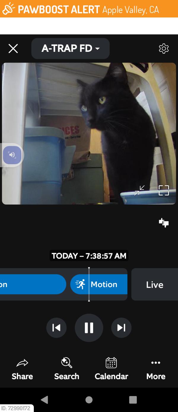 Found/Stray Male Cat last seen Tonikan rd, Apple Valley, CA 92307