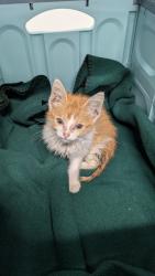 Shelter Stray Male Cat last seen Near Elmwood Avenue, 64132, MO, 7077 Elmwood Ave, Kansas City, MO 64132, USA