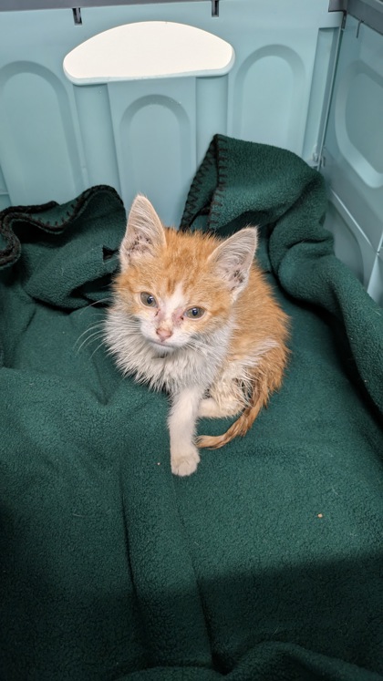 Shelter Stray Male Cat last seen Near Elmwood Avenue, 64132, MO, 7077 Elmwood Ave, Kansas City, MO 64132, USA