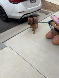 Shelter Stray Male Dog last seen Near Wilmington Ave, Atlanta, GA, 1251 Fulton Industrial Blvd NW, Atlanta, GA 30336, USA