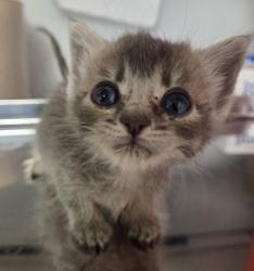 Shelter Stray Female Cat last seen N Clovis Ave & E Ashland Ave, Fresno Zone Fresno CO 2 93727, CA, 1510 W Dan Ronquillo Dr, Fresno, CA 93706, USA