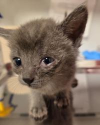 Shelter Stray Female Cat last seen N Clovis Ave & E Ashland Ave, Fresno Zone Fresno CO 2 93727, CA, 1510 W Dan Ronquillo Dr, Fresno, CA 93706, USA