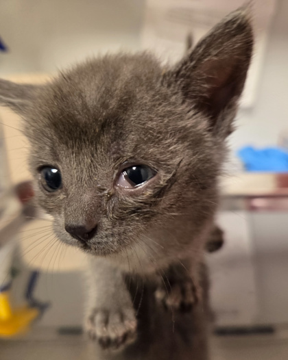 Shelter Stray Female Cat last seen N Clovis Ave & E Ashland Ave, Fresno Zone Fresno CO 2 93727, CA, 1510 W Dan Ronquillo Dr, Fresno, CA 93706, USA
