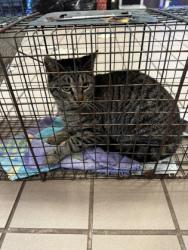 Shelter Stray Female Cat last seen Near Highland, 75149, TX, 1650 Gross Rd, Mesquite, TX 75149, USA