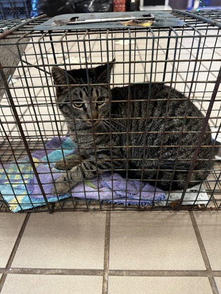 Shelter Stray Female Cat last seen Near Highland, 75149, TX, 1650 Gross Rd, Mesquite, TX 75149, USA