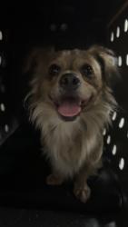 Found/Stray Male Dog last seen Artillery, weems, Manassas, VA 20110