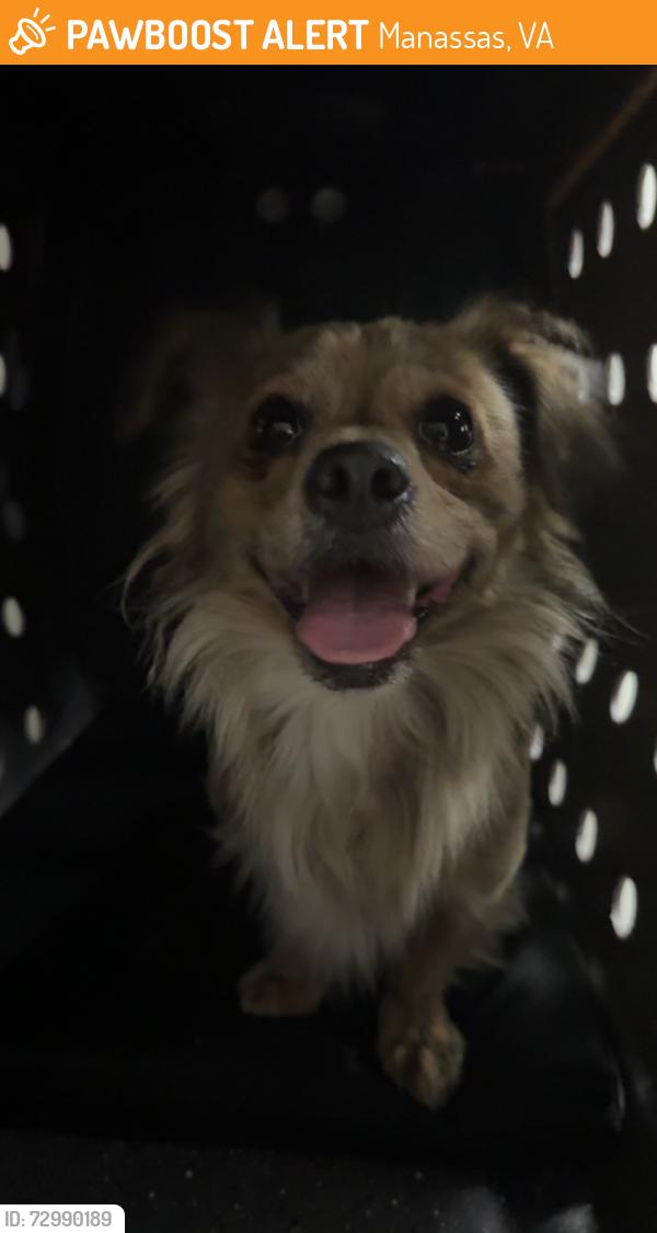 Found/Stray Male Dog last seen Artillery, weems, Manassas, VA 20110