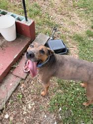 Found/Stray Female Dog last seen Jahnke Road , Richmond, VA 23225