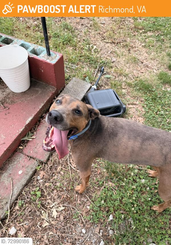 Found/Stray Female Dog last seen Jahnke Road , Richmond, VA 23225