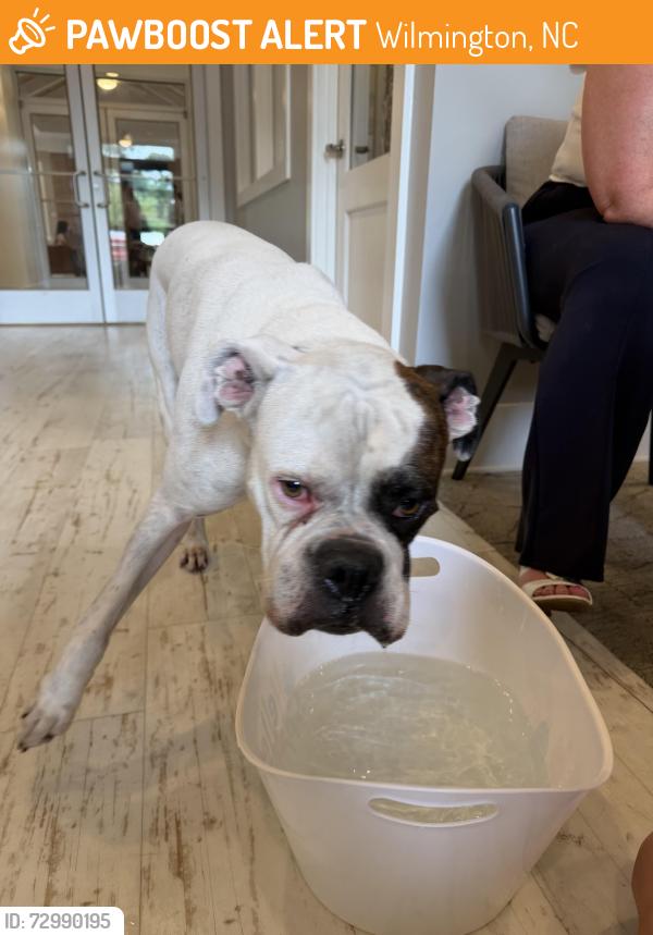 Found/Stray Male Dog last seen Gordon Rd, Wilmington, NC 28411