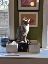 Reunited Male Cat last seen Carrington and 22nd St., Richmond, VA 23223