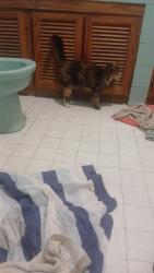Reunited Female Cat last seen St Francis of Assissi church, Pretoria, GP 0157