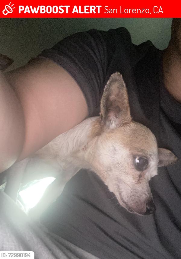 Lost Female Dog last seen Near Doane st, San Lorenzo, CA 94580
