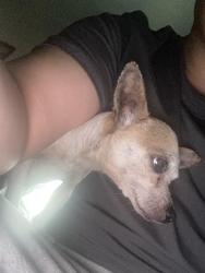 Lost Female Dog last seen Near Doane st, San Lorenzo, CA 94580