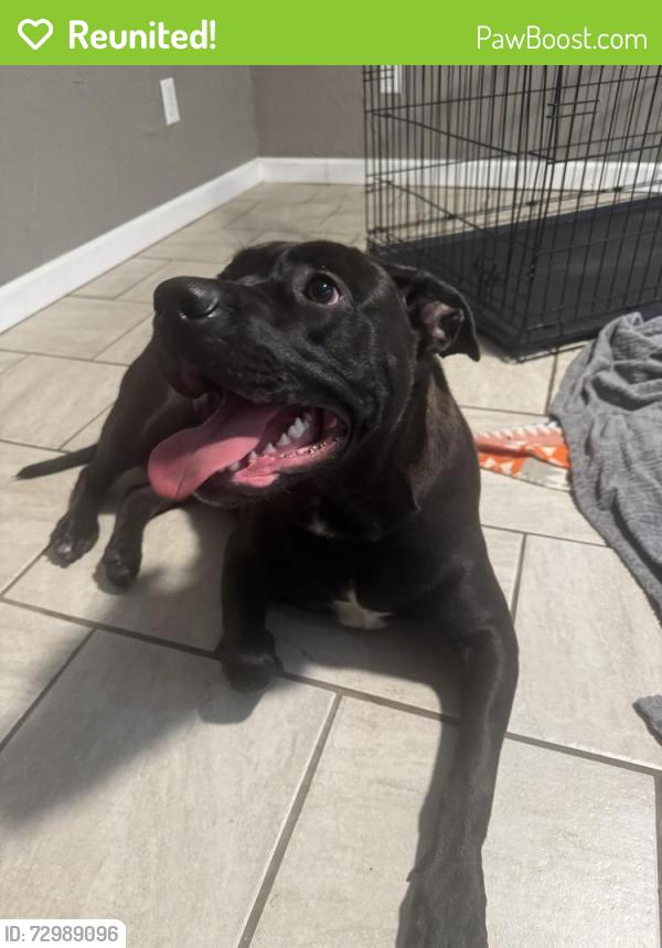 Reunited Female Dog last seen On the fly gas station, Charleroi, PA 15022