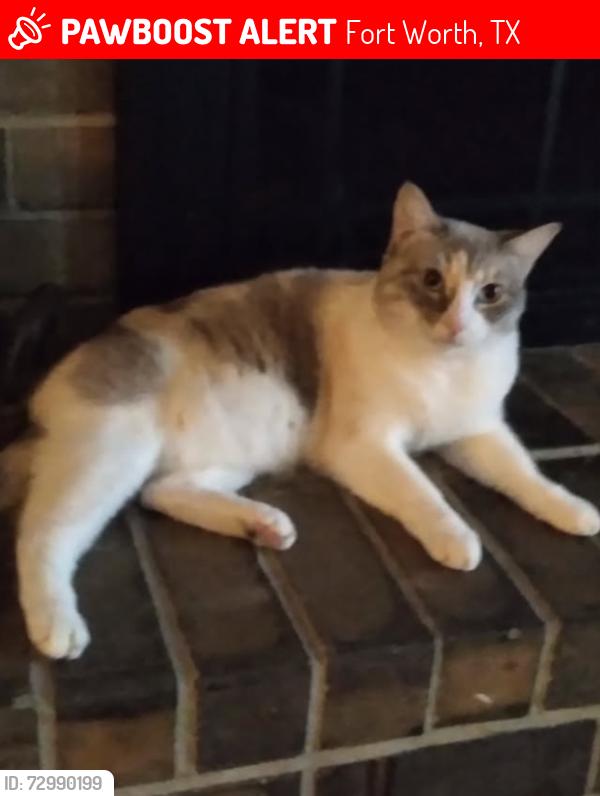 Lost Female Cat last seen Secret Harbor and Cape Royal dr, Fort Worth, TX 76179
