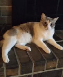 Lost Female Cat last seen Secret Harbor and Cape Royal dr, Fort Worth, TX 76179